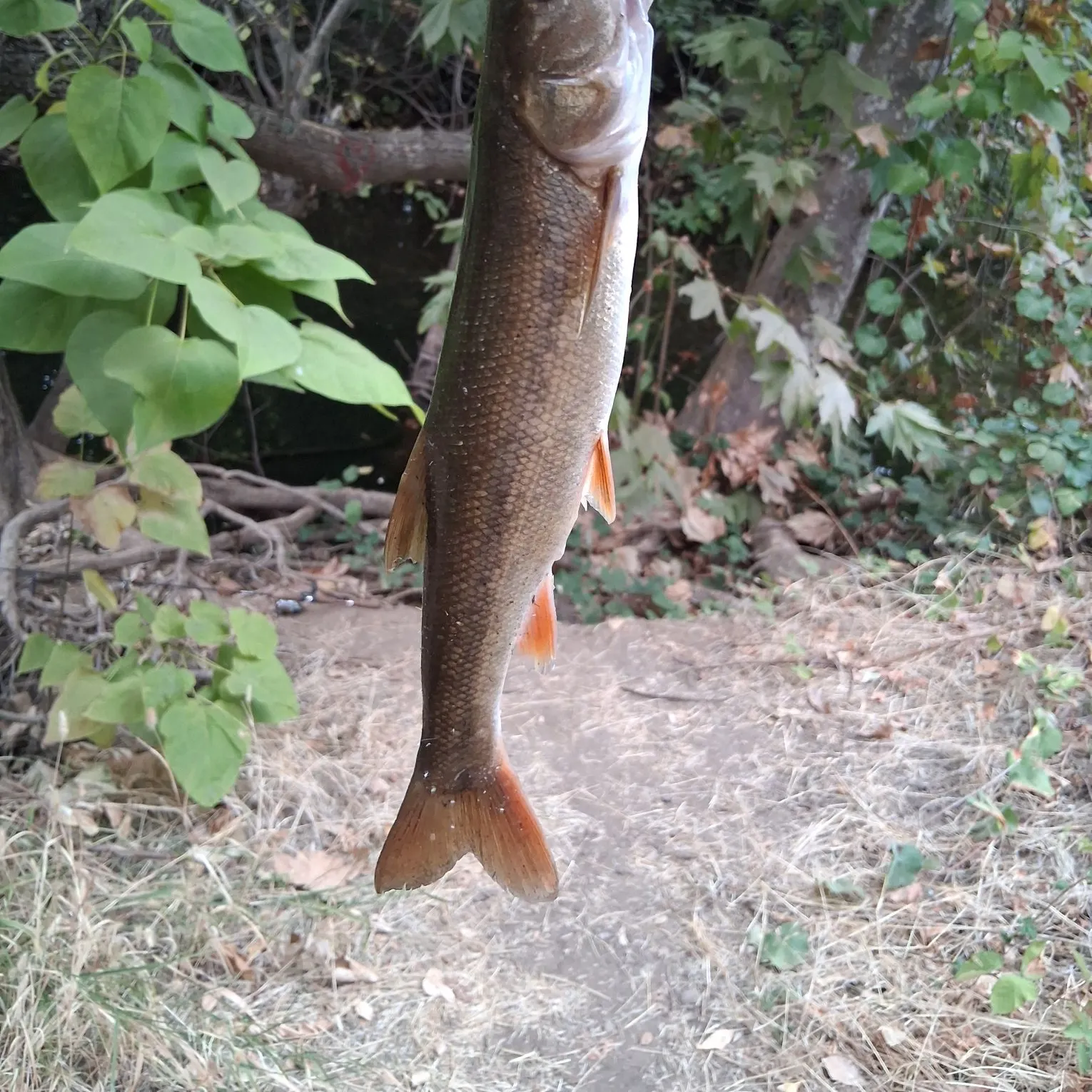 The most recent Sacramento pikeminnow catches on Fishbrain