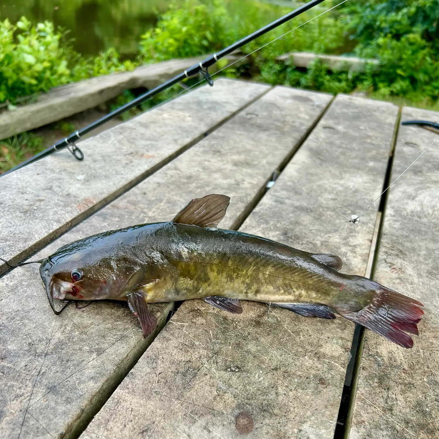 catch