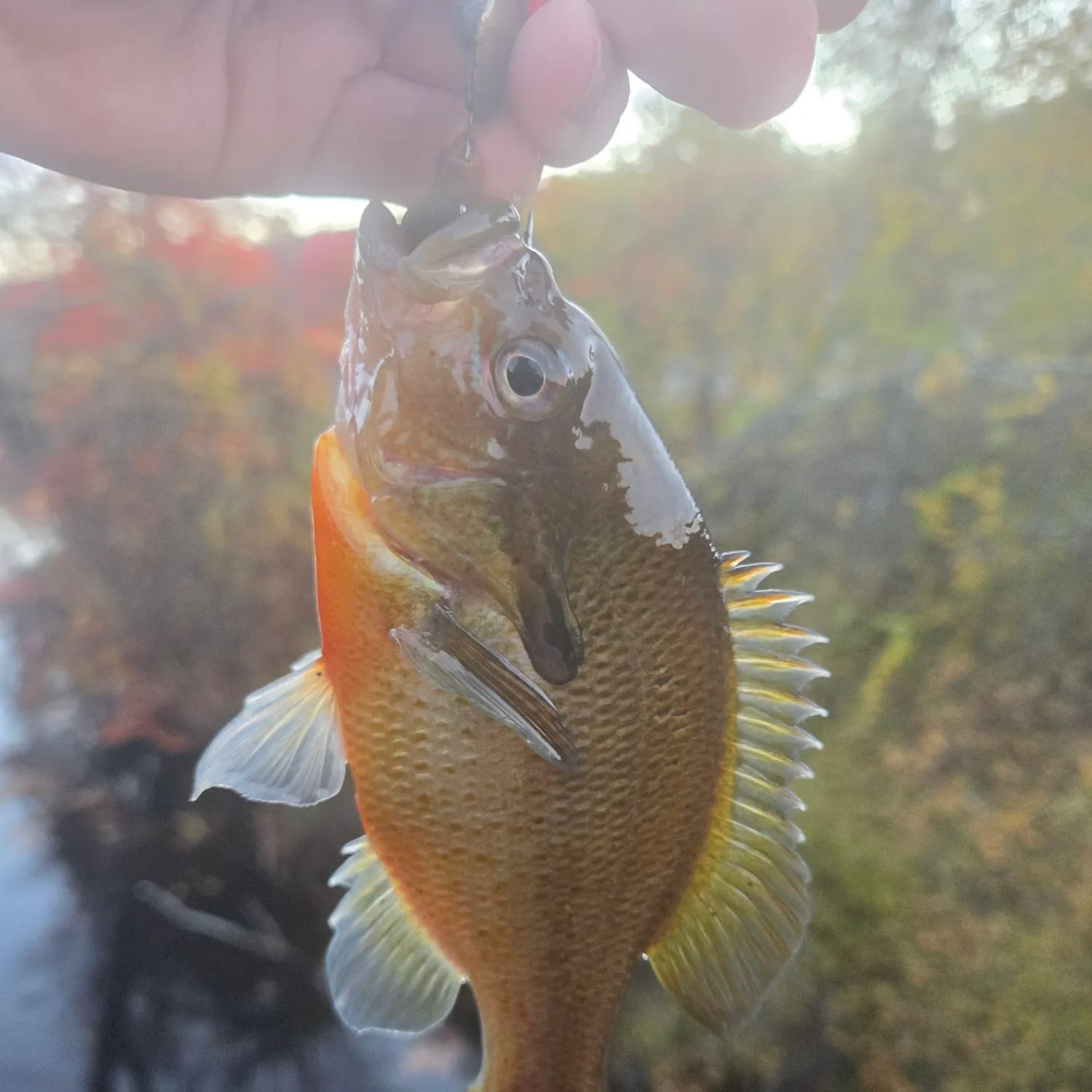 Redbreast sunfish caught on Fishbrain