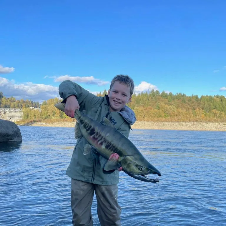The most recent Chum salmon catches on Fishbrain