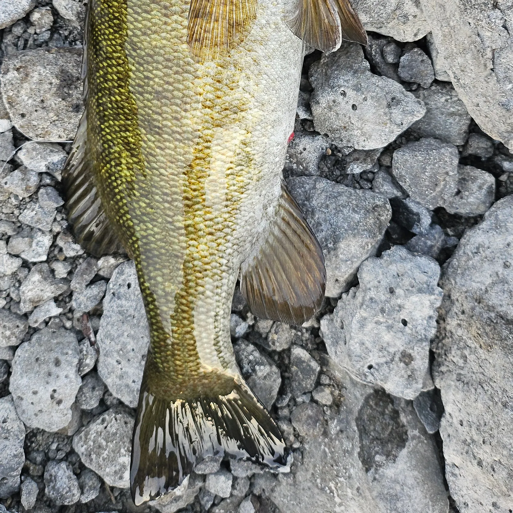 Smallmouth bass caught on Fishbrain