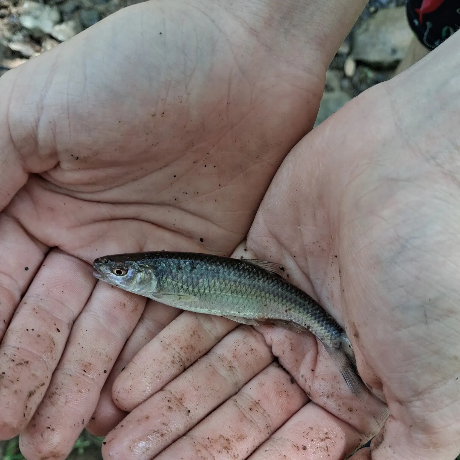 The most recent Creek chub catches on Fishbrain