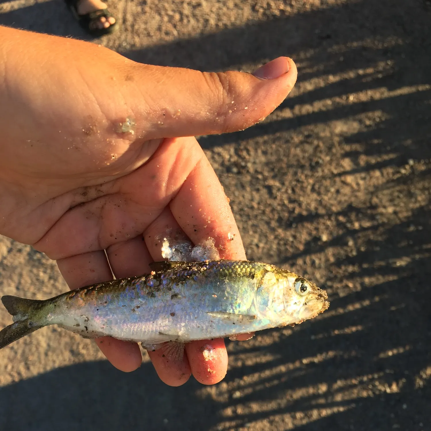 Alewife caught on Fishbrain