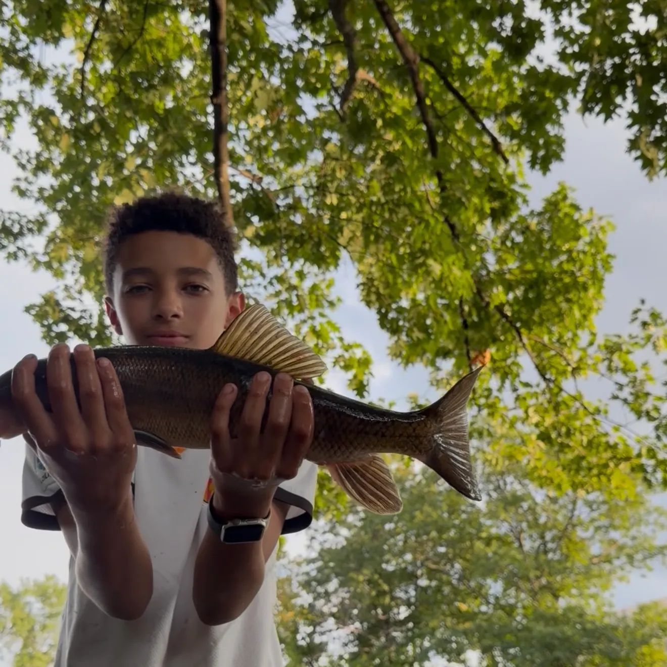 The most recent White sucker catches on Fishbrain