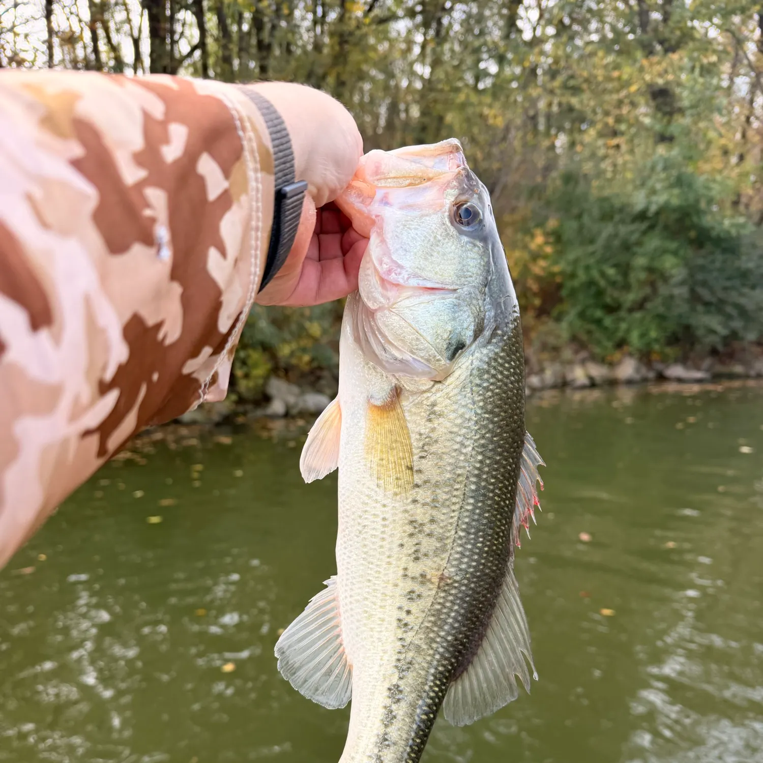 Largemouth bass caught on Fishbrain