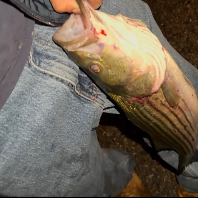 Striped bass caught on Fishbrain