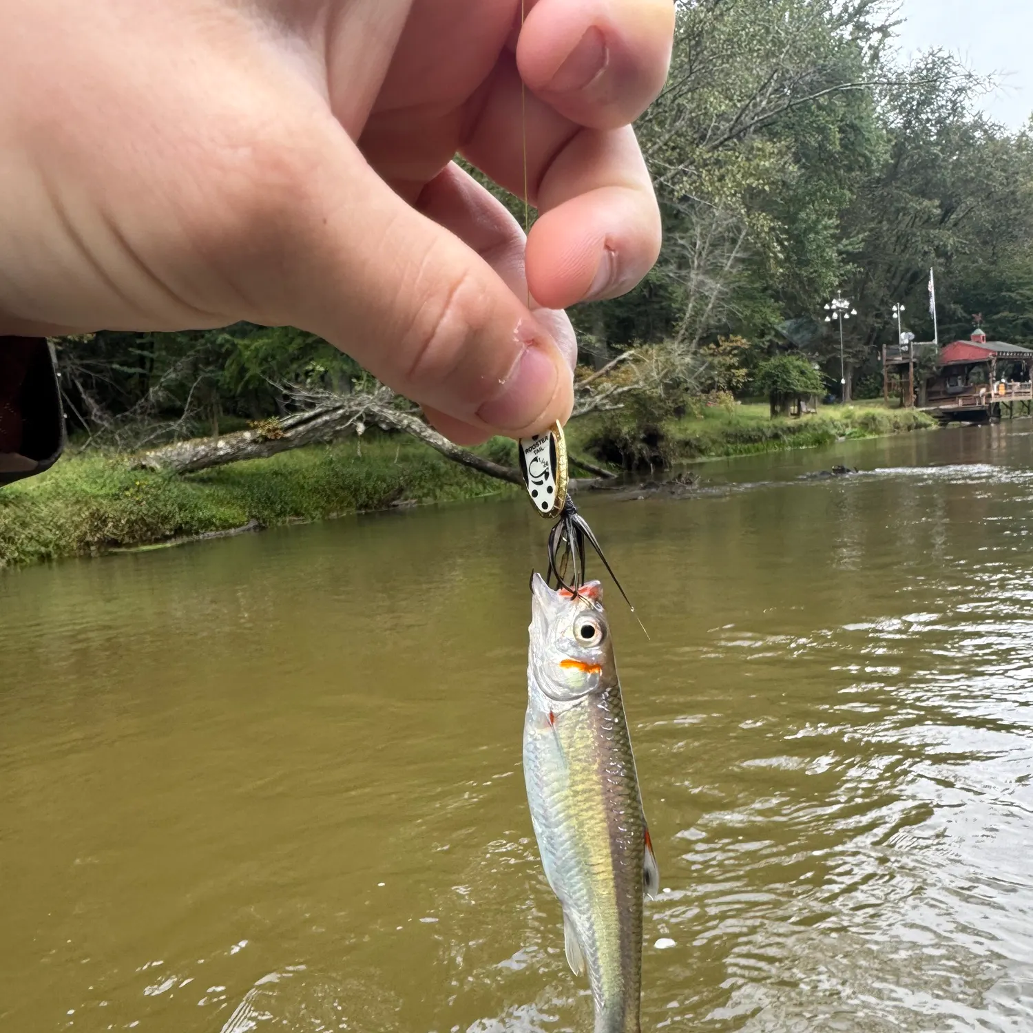 Creek chub caught on Fishbrain