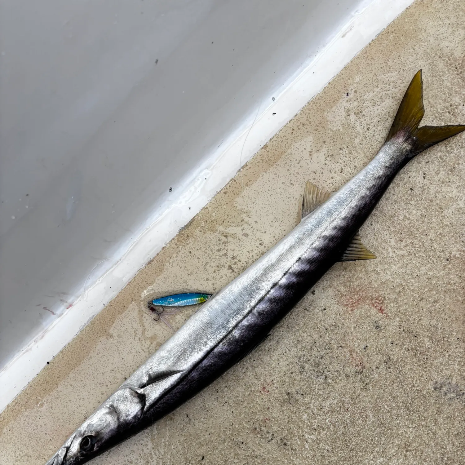 The most recent Pacific barracuda catches on Fishbrain