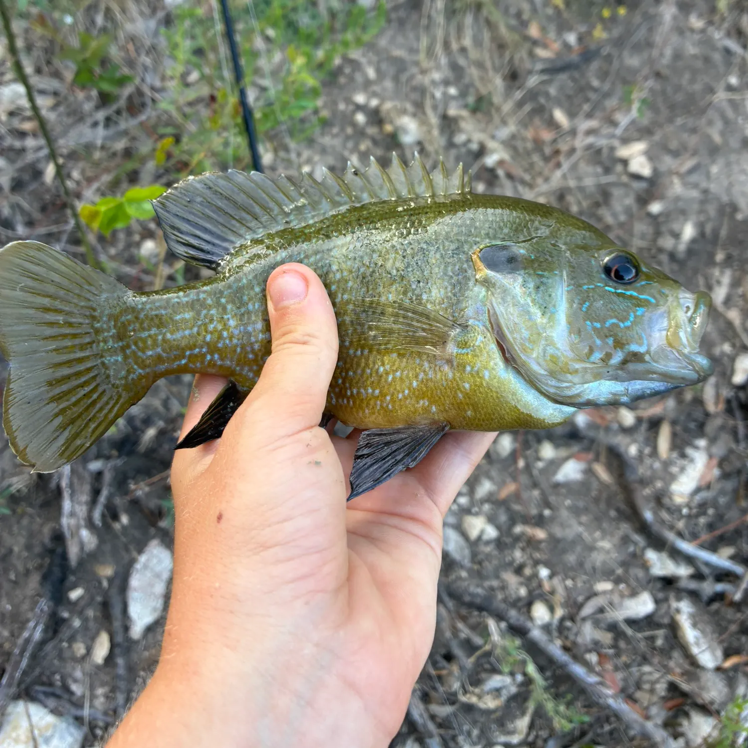 Green sunfish caught on Fishbrain