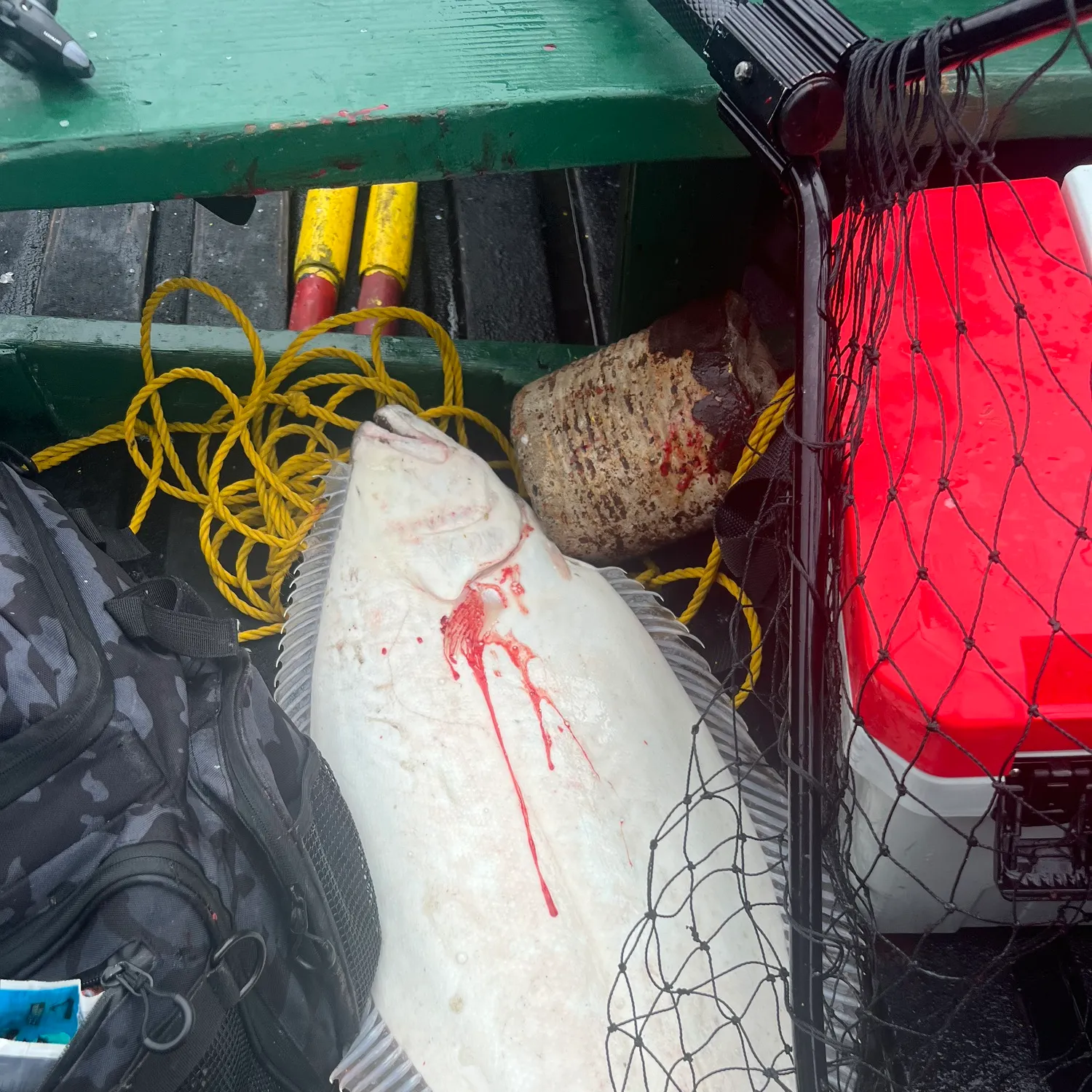 The most recent California halibut catches on Fishbrain