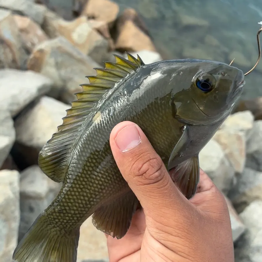 Green sunfish caught on Fishbrain