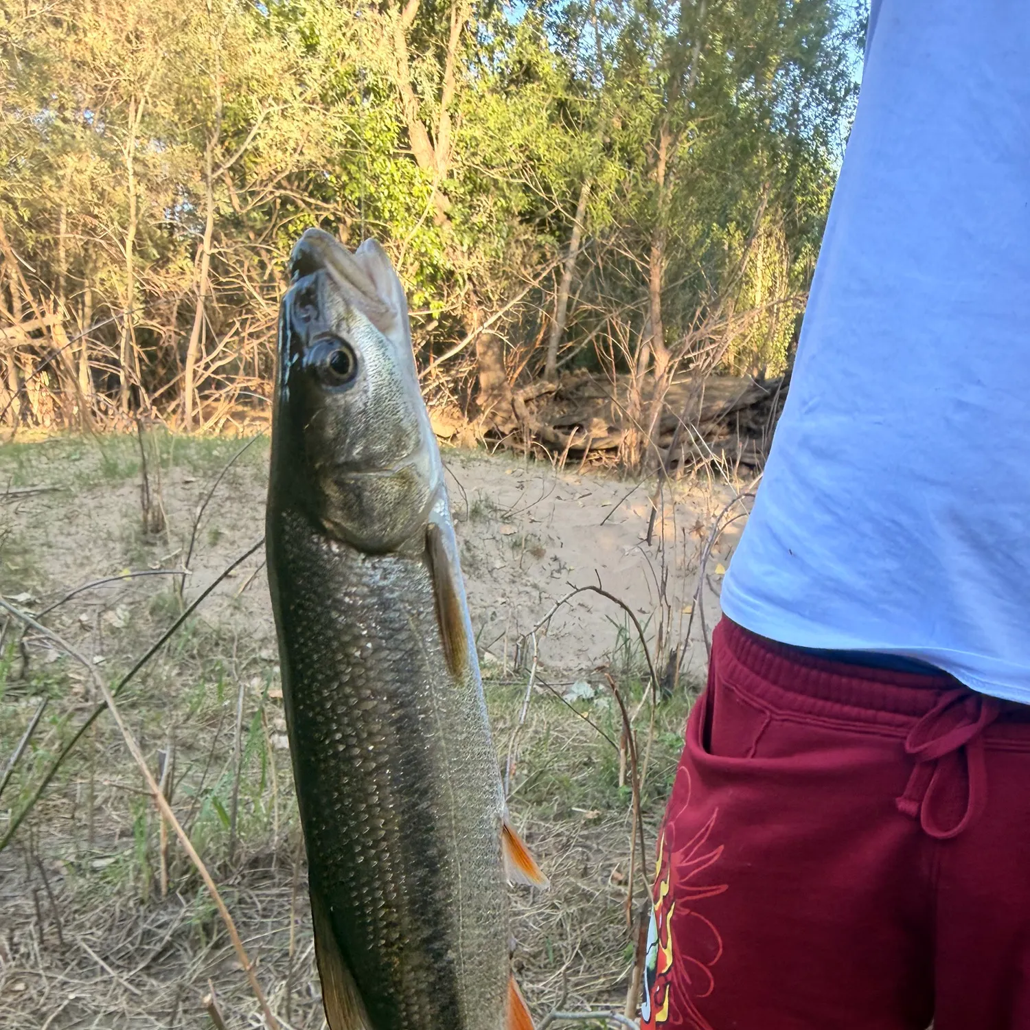 The most recent Sacramento pikeminnow catches on Fishbrain
