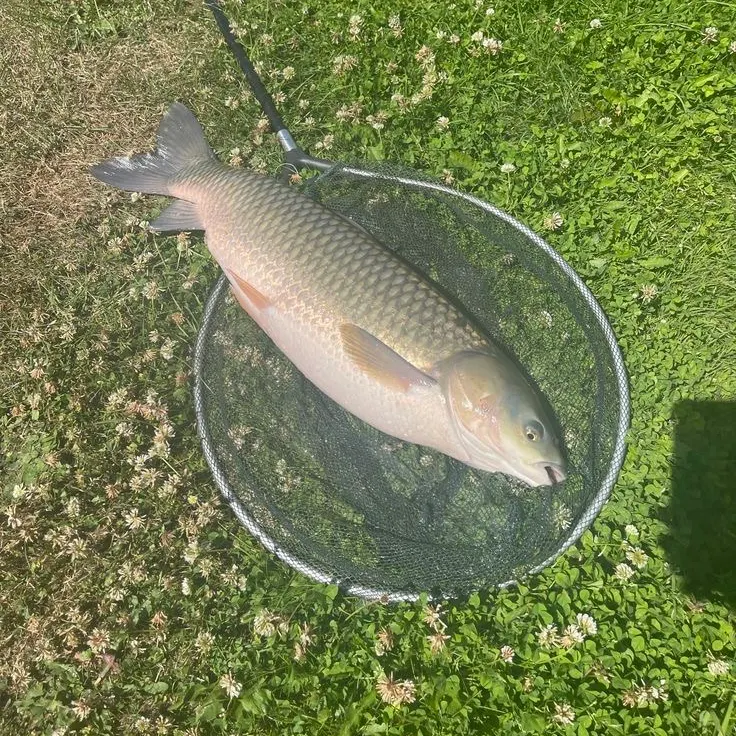 Grass carp caught on Fishbrain