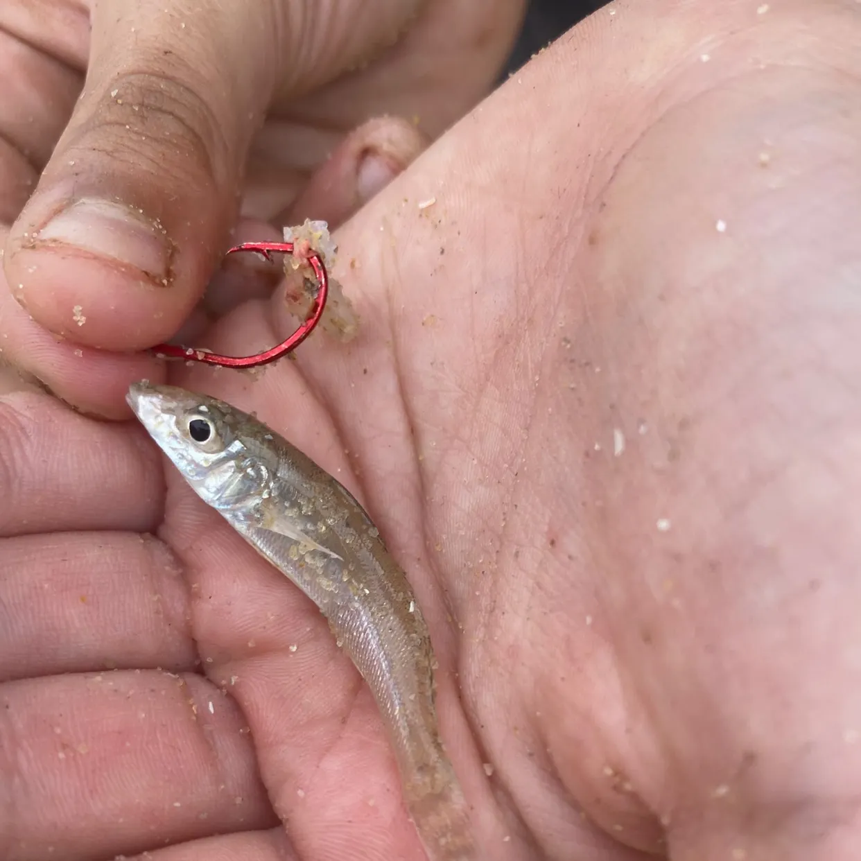 Fish caught on Fishbrain