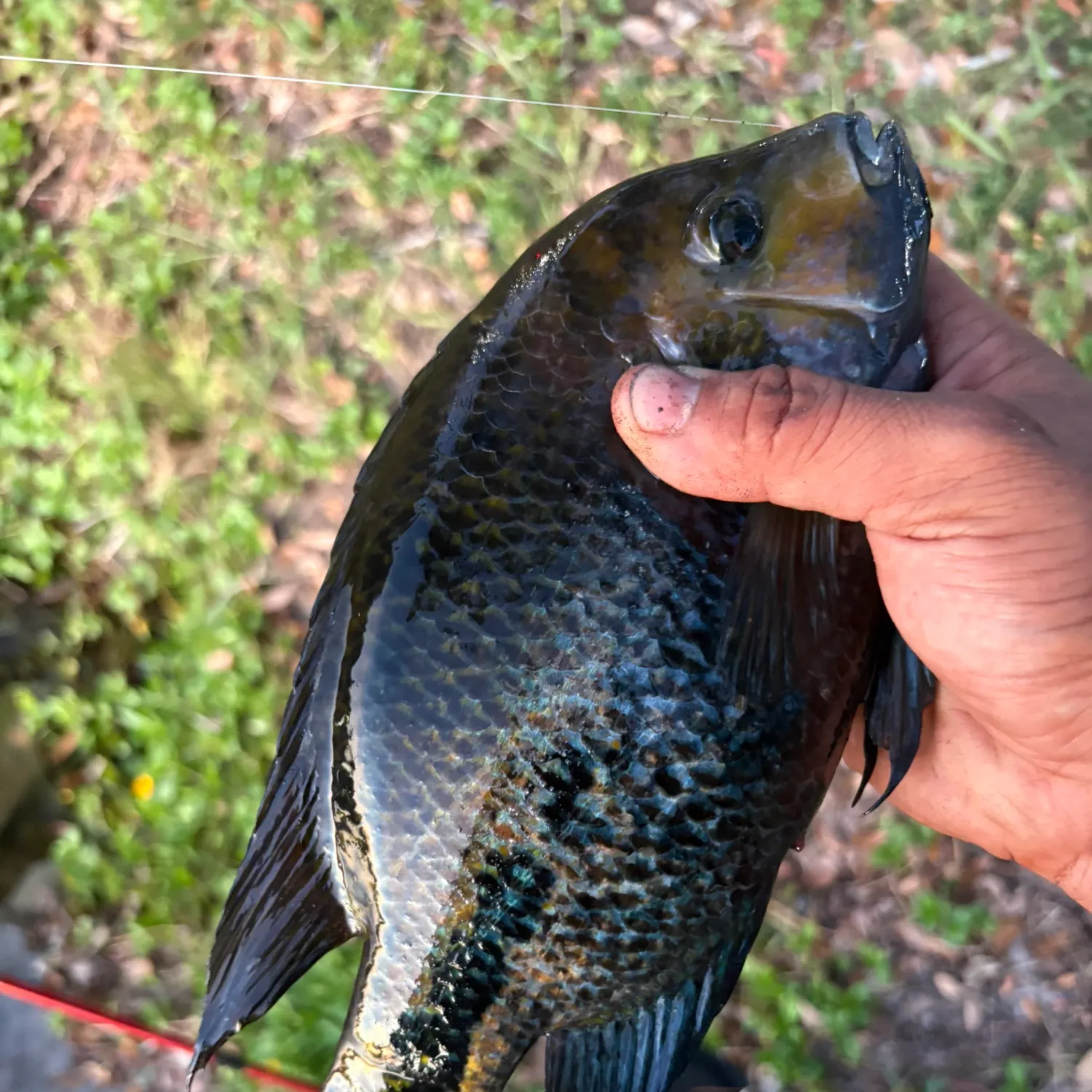The most recent Redhead cichlid catches on Fishbrain