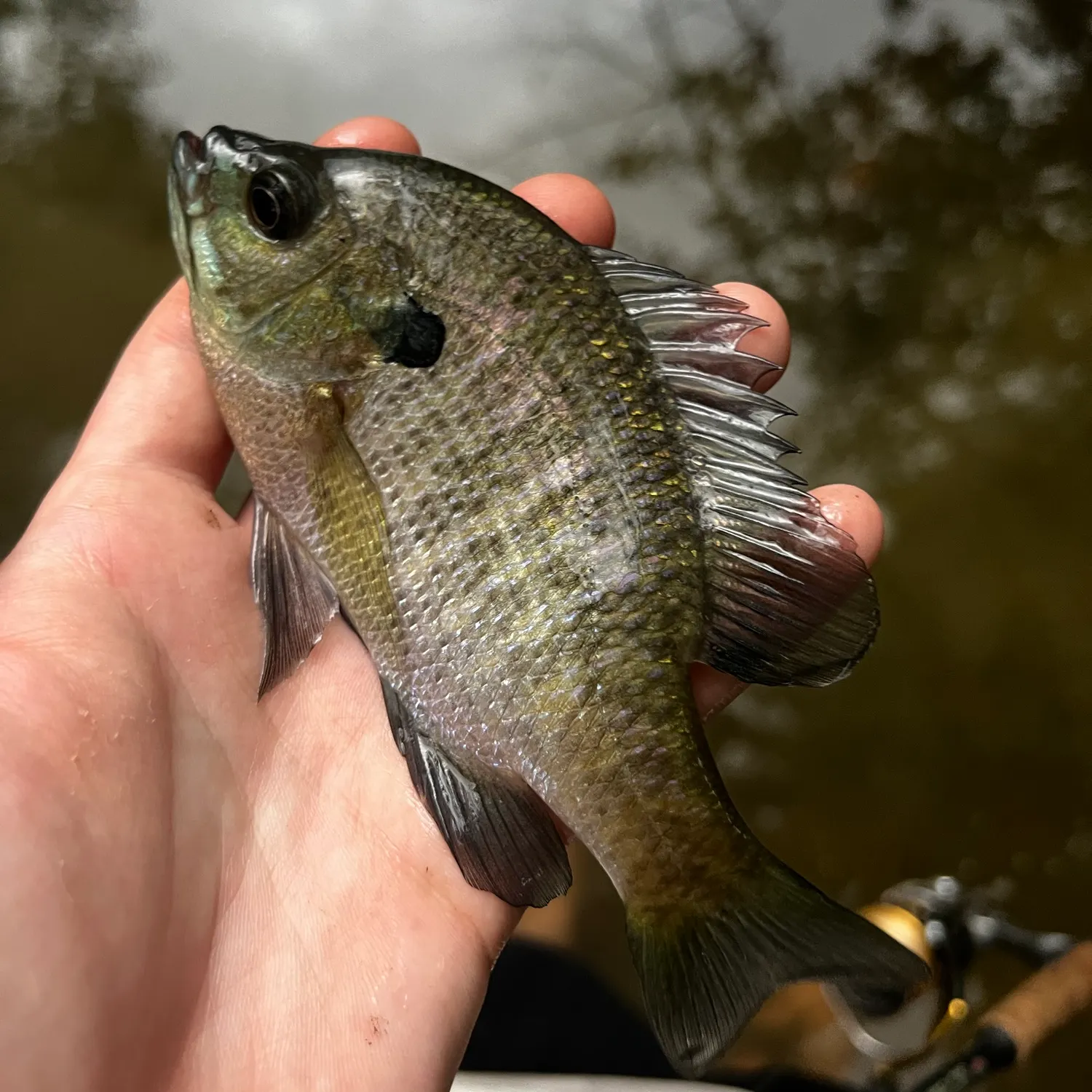 Bluegill caught on Fishbrain