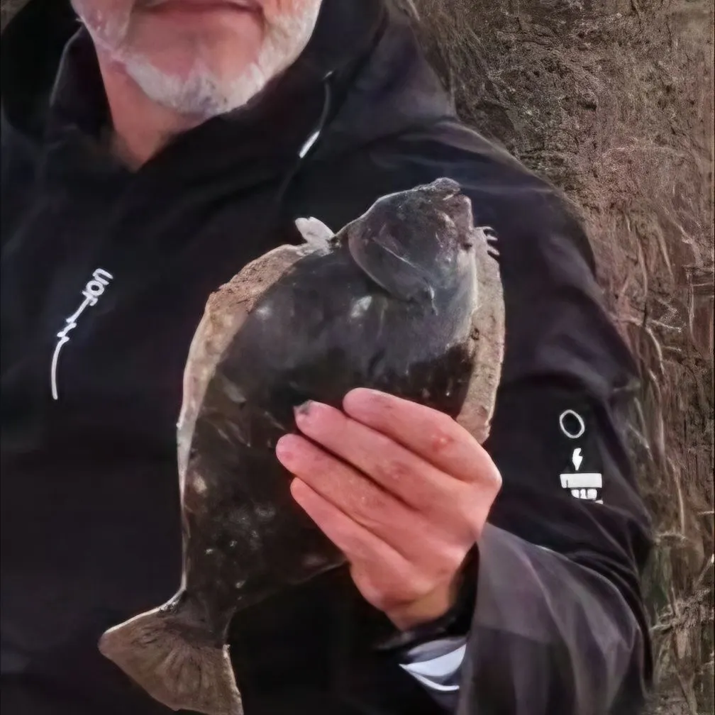 Summer flounder caught on Fishbrain