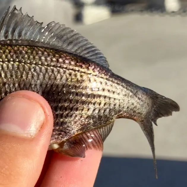 The most recent Shiner perch catches on Fishbrain