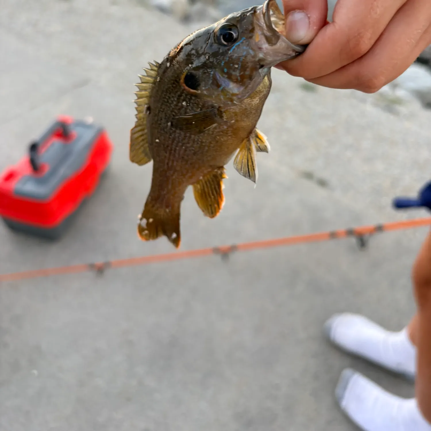 Green sunfish caught on Fishbrain
