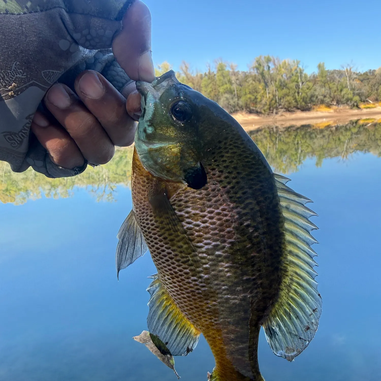 Bluegill caught on Fishbrain