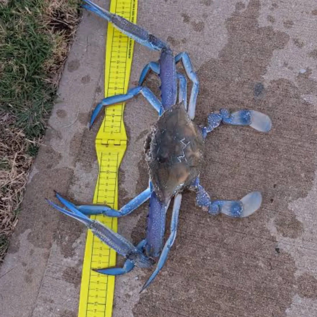 The most recent Blue swimmer crab catches on Fishbrain