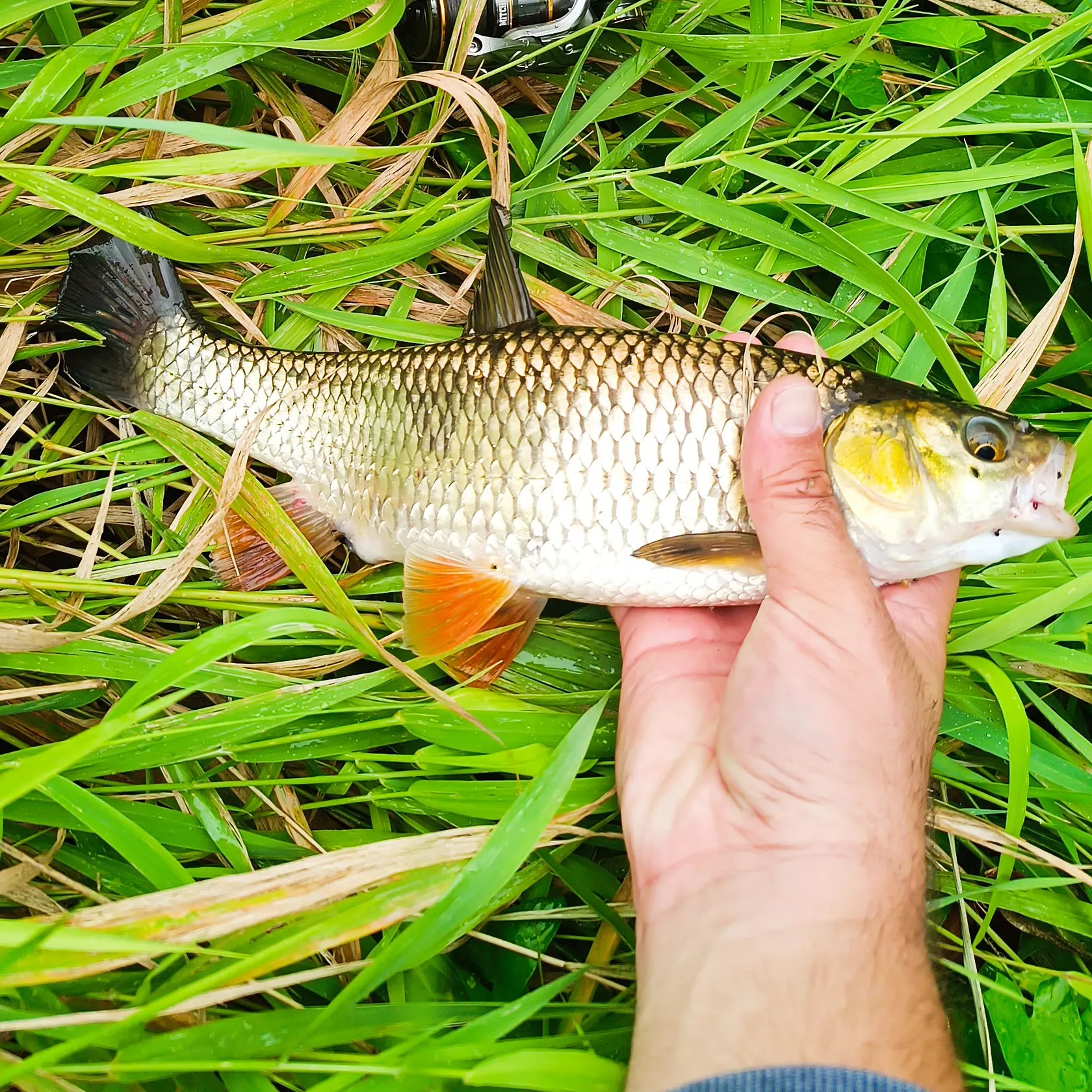 European chub caught on Fishbrain