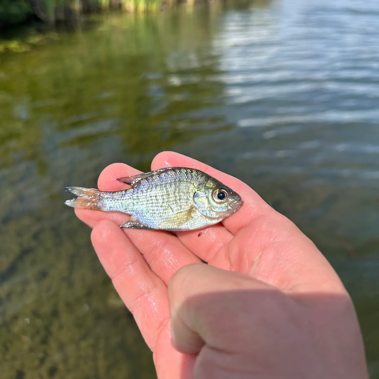 Bluegill caught on Fishbrain