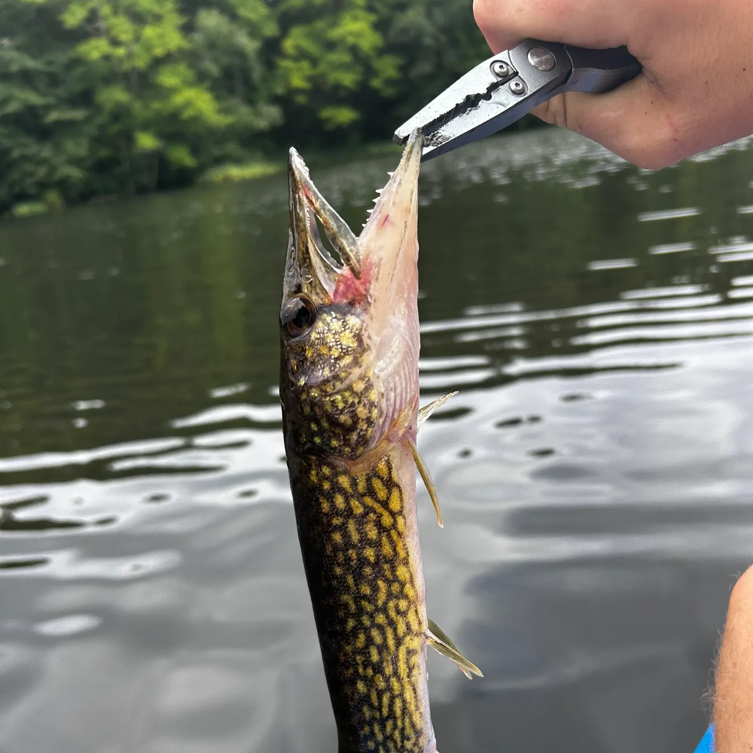 Chain pickerel caught on Fishbrain