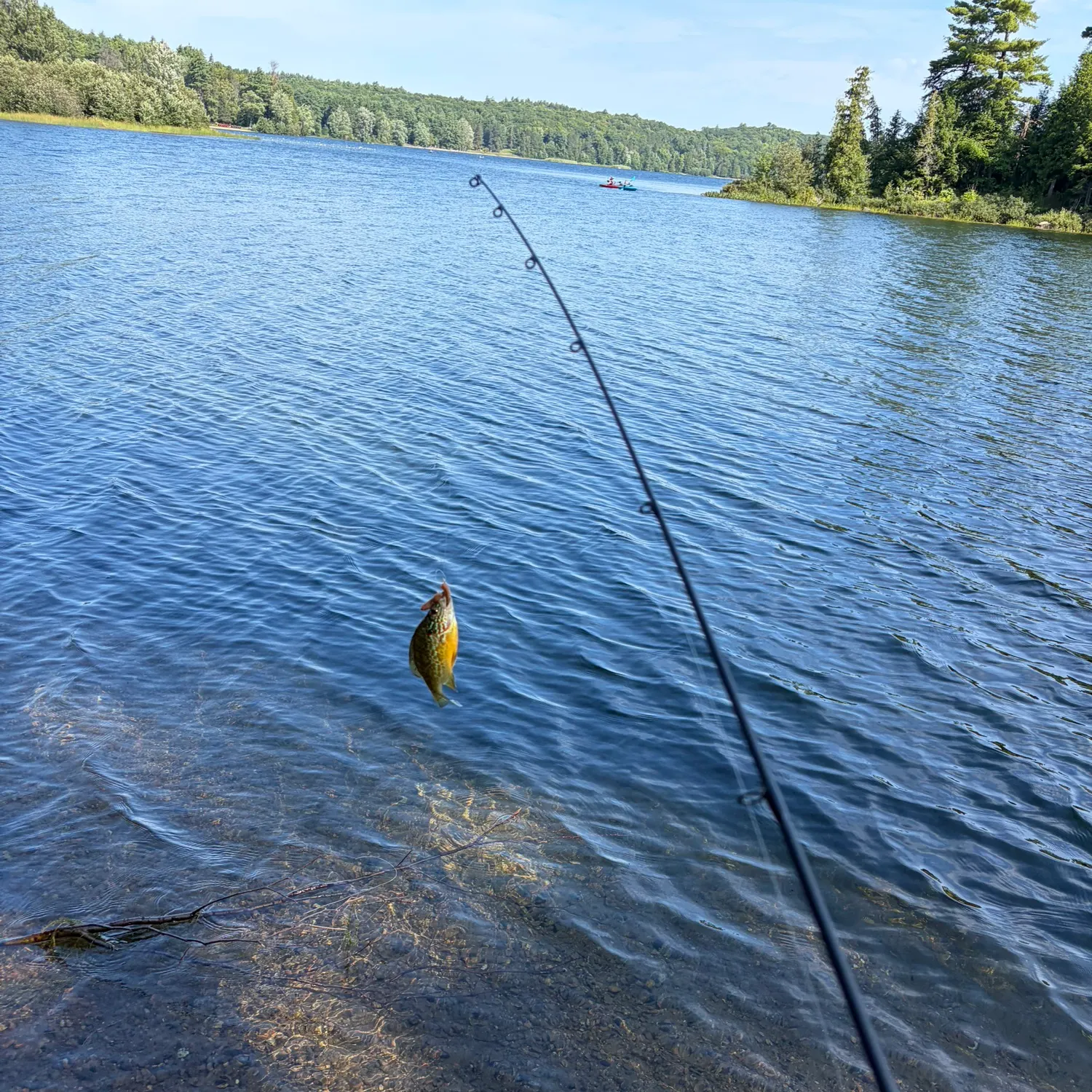 Bluegill caught on Fishbrain
