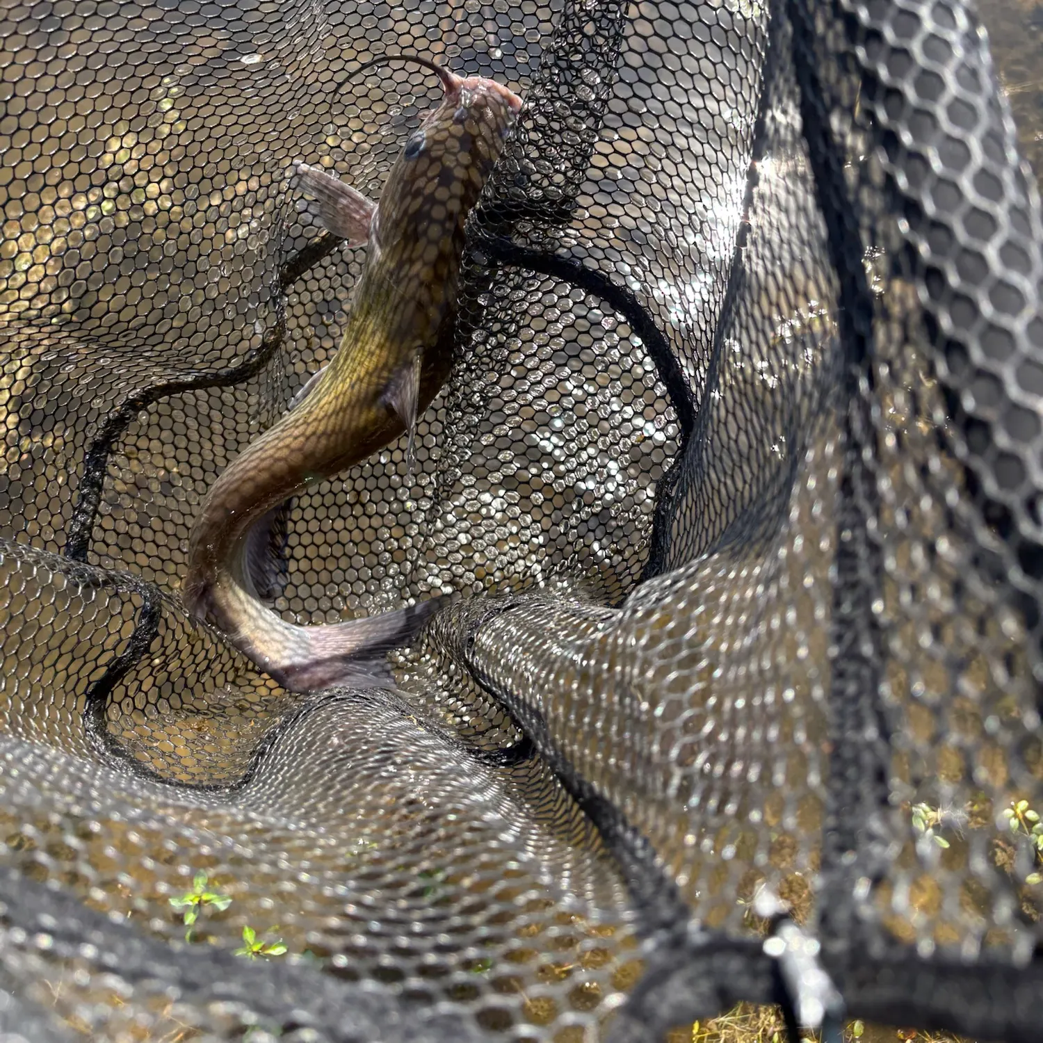 Channel catfish caught on Fishbrain
