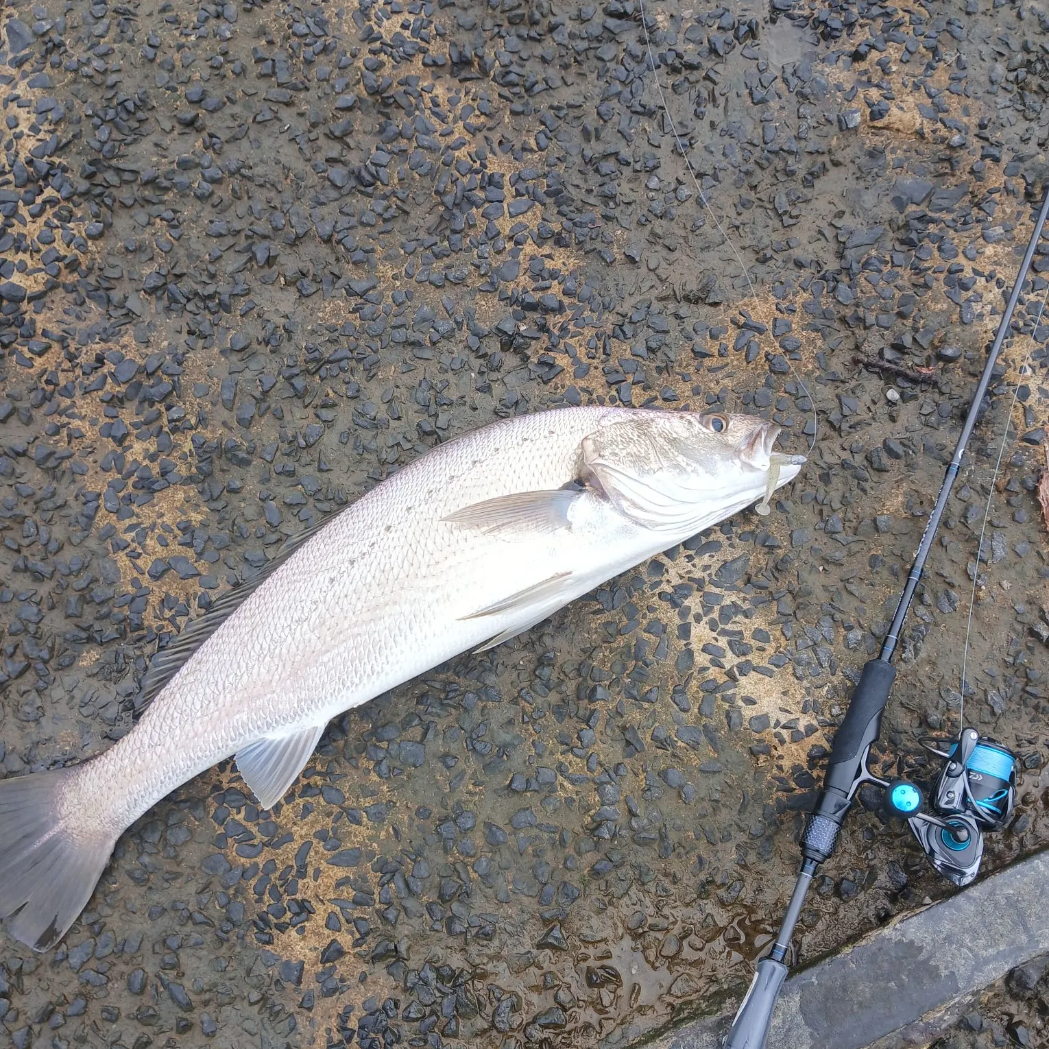 The most recent Japanese meagre catches on Fishbrain
