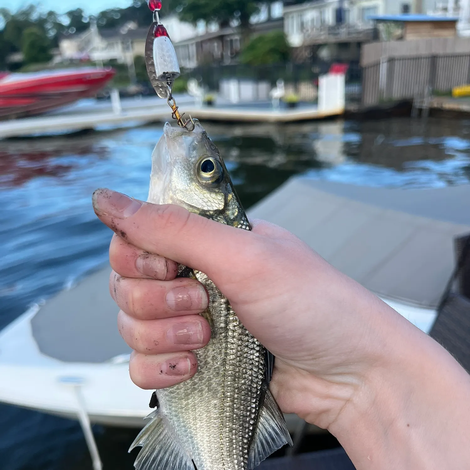 Smallmouth bass caught on Fishbrain