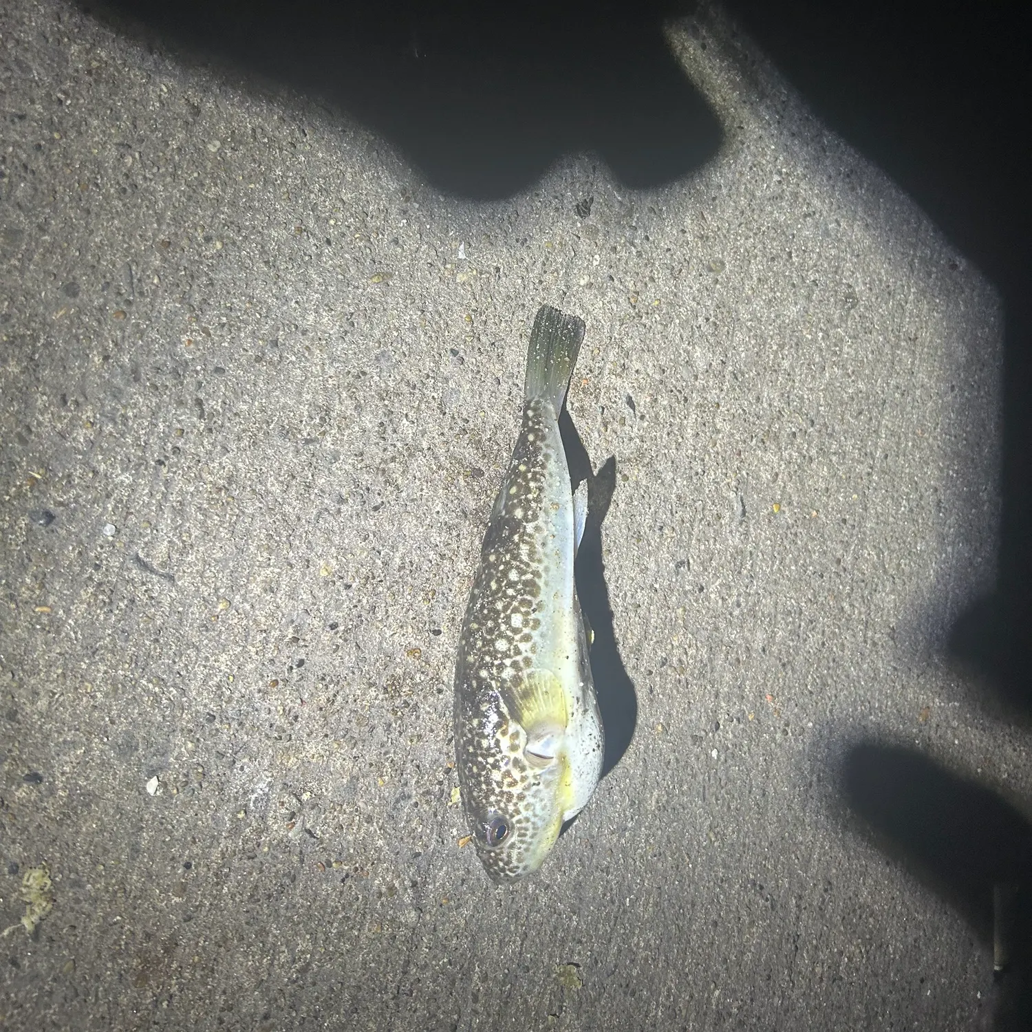 The most recent Shōsai pufferfish catches on Fishbrain