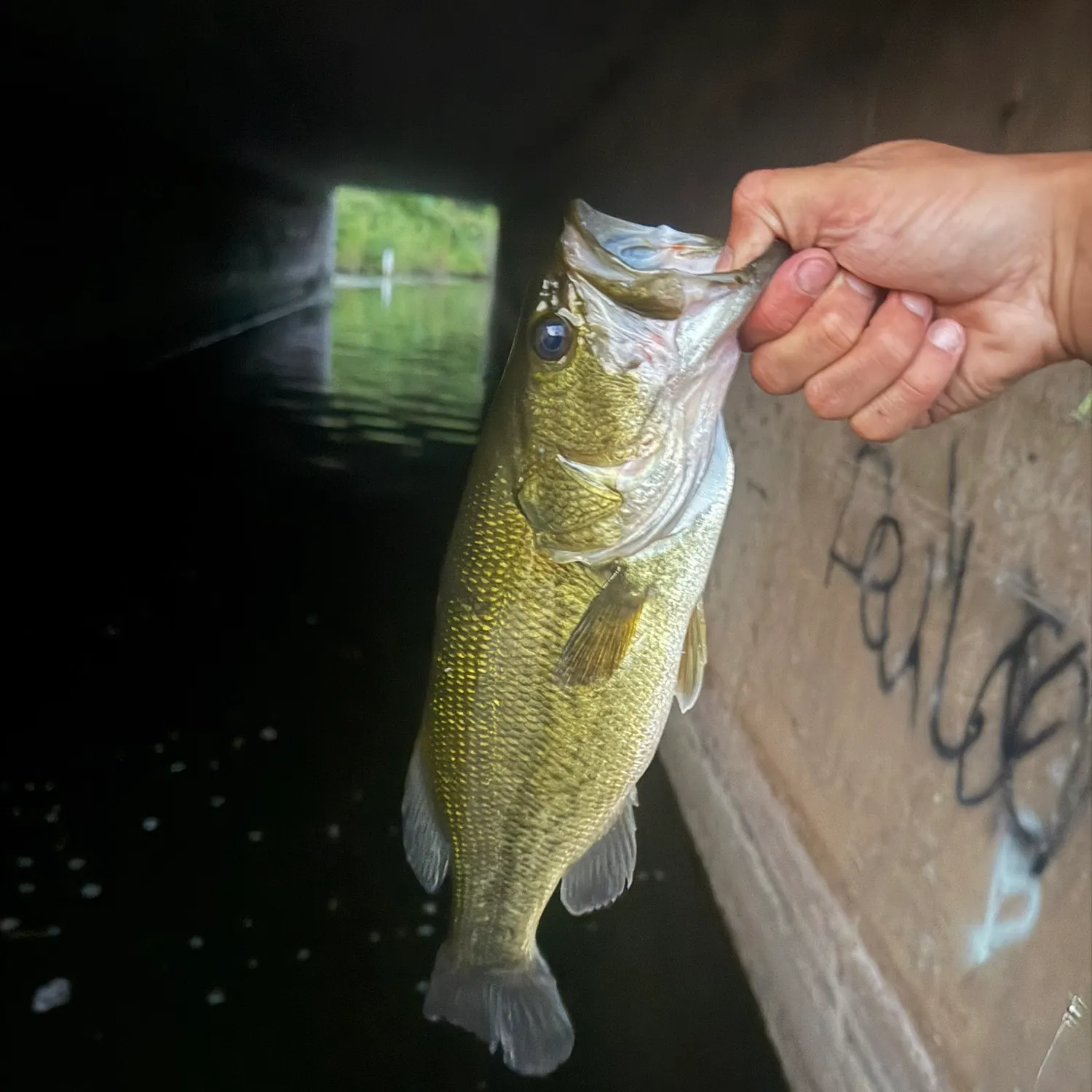 Largemouth bass caught on Fishbrain