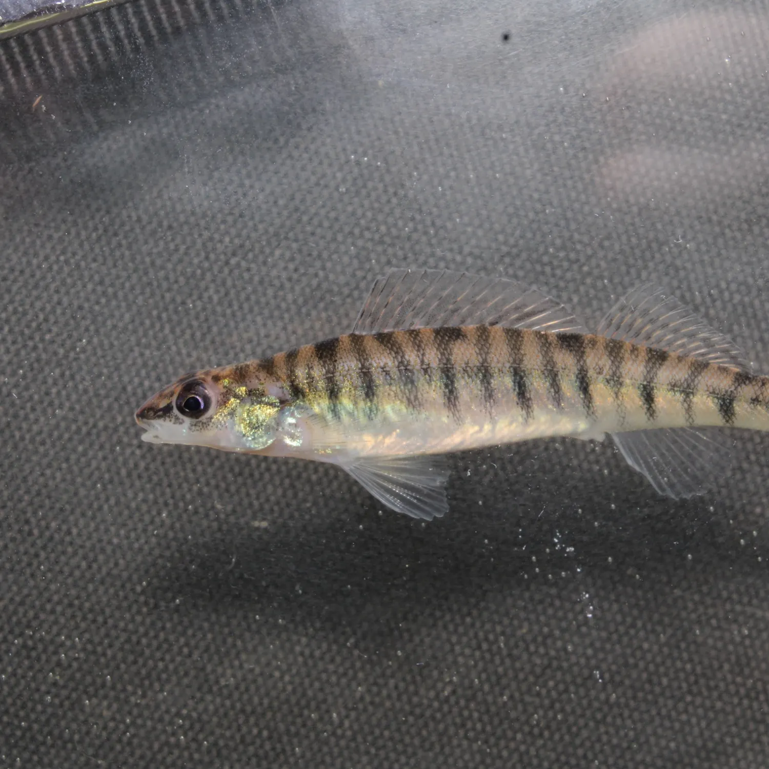 The most recent Bigscale logperch catches on Fishbrain