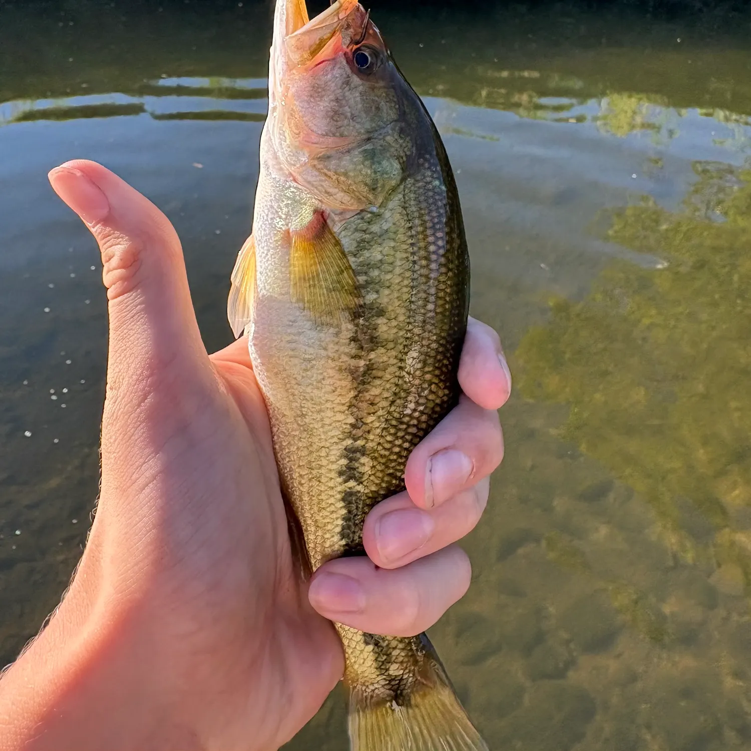 Largemouth bass caught on Fishbrain