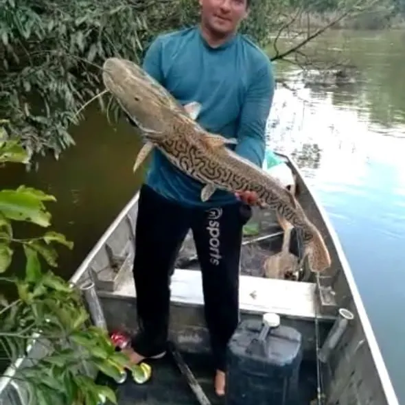 The most recent Barred sorubim catches on Fishbrain