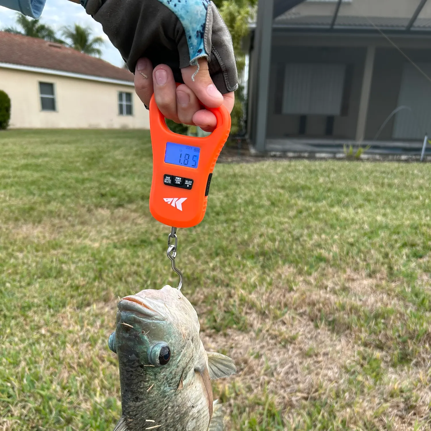 The most recent Blue tilapia catches on Fishbrain