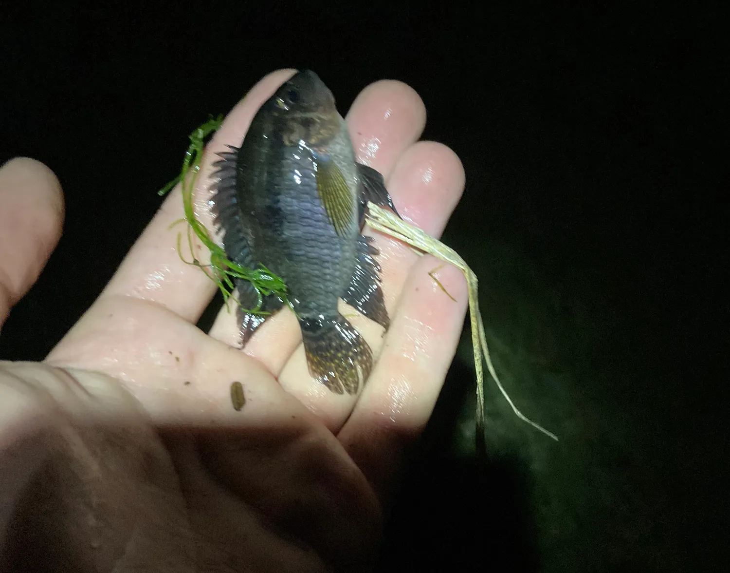 Jaguar cichlid