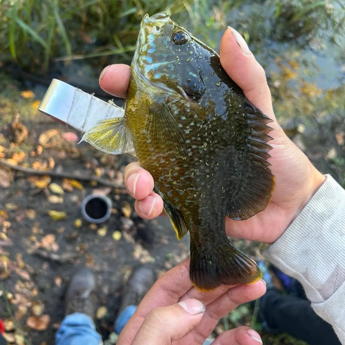 Greengill hybrid caught on Fishbrain