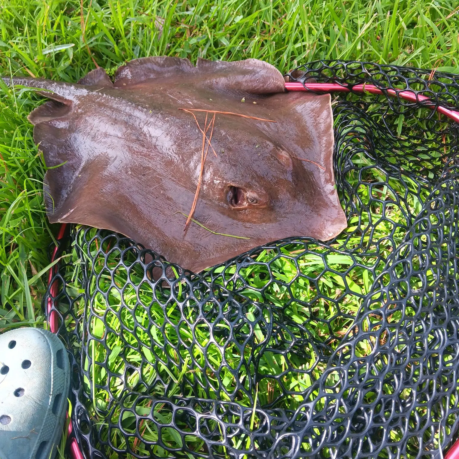 Atlantic stingray caught on Fishbrain