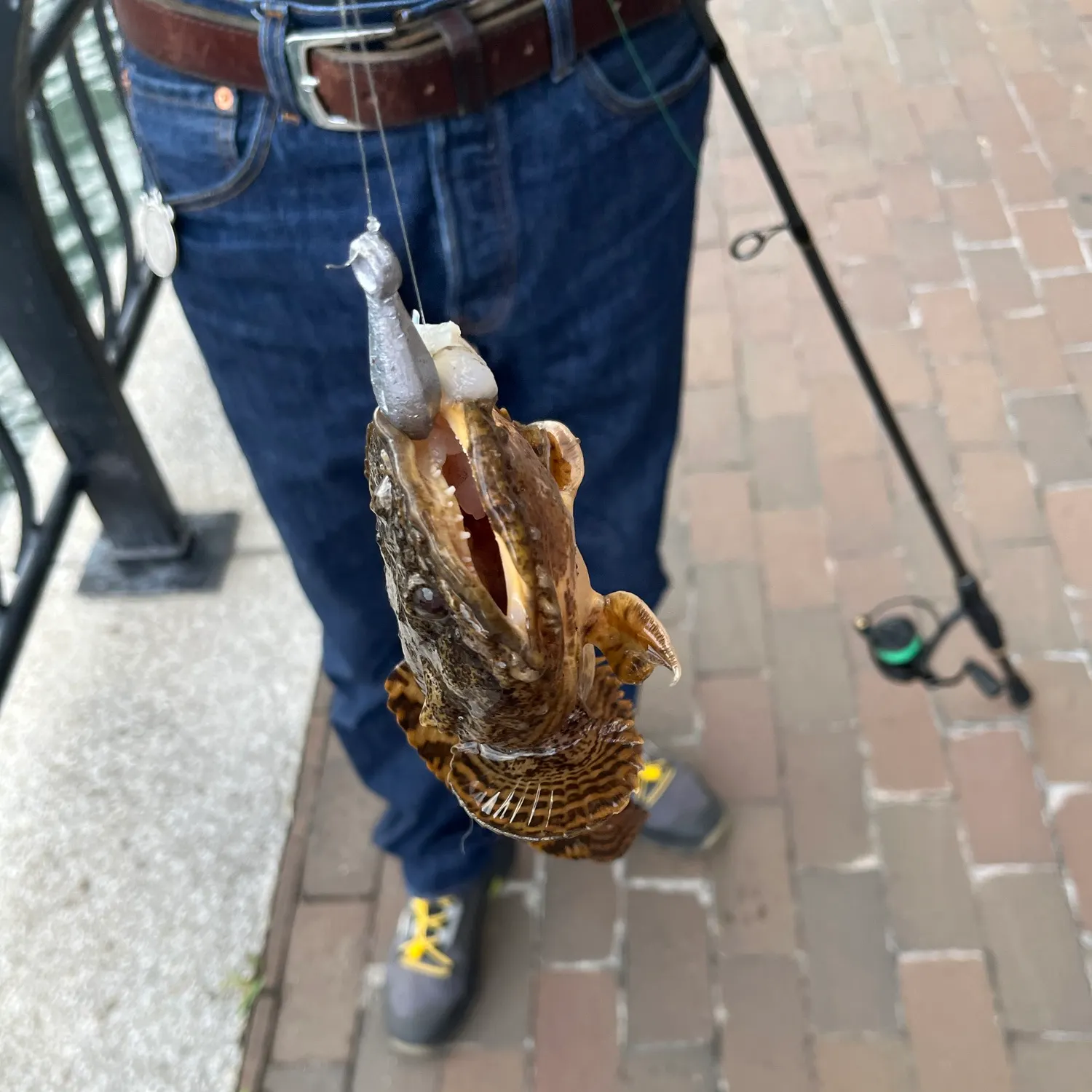 Oyster toadfish caught on Fishbrain