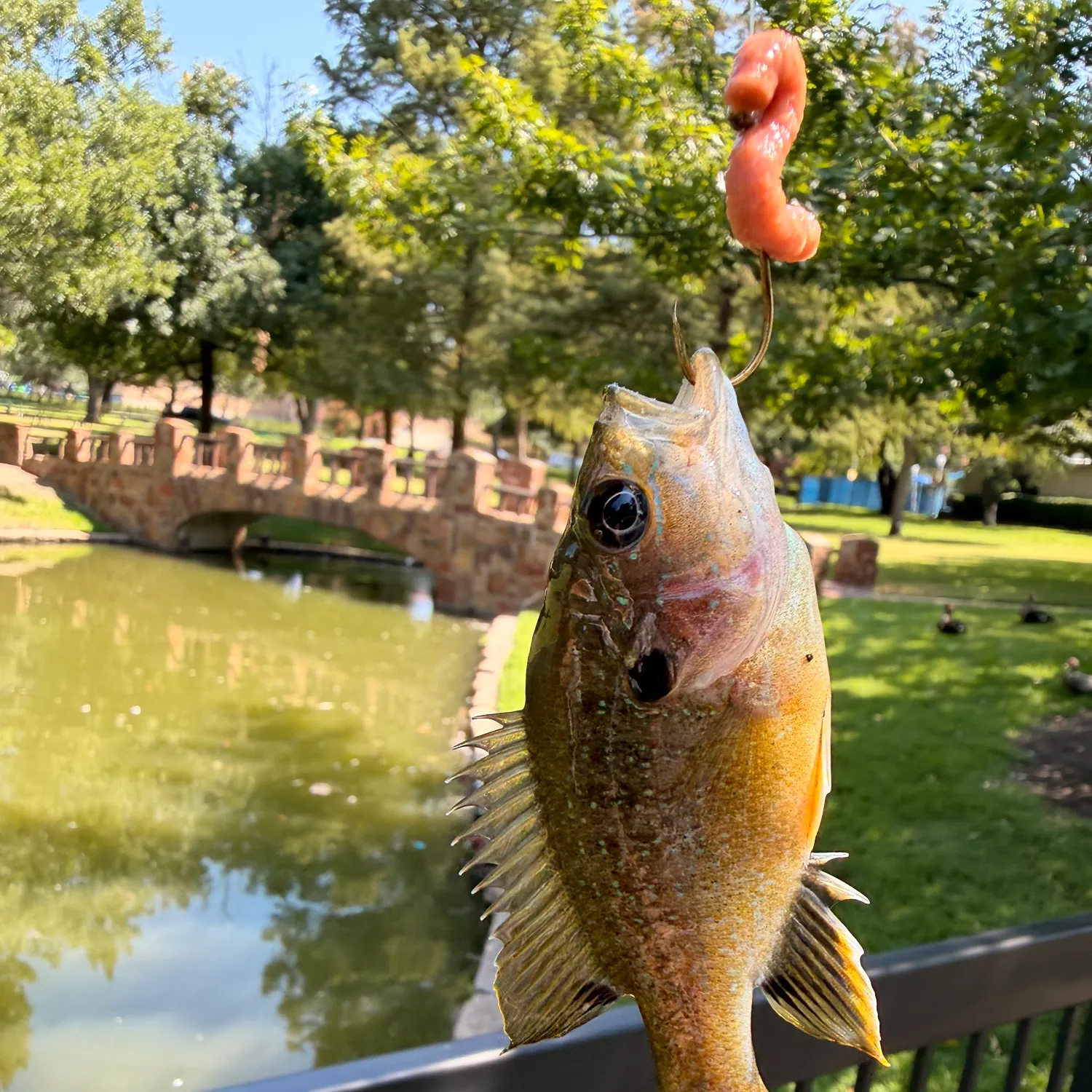 Bluegill caught on Fishbrain