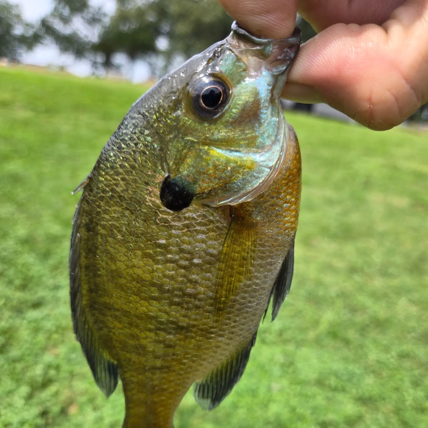 Bluegill caught on Fishbrain