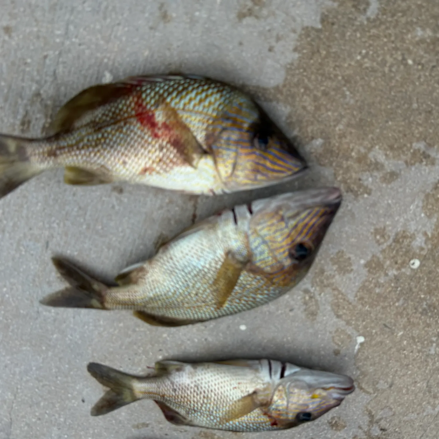 White grunt caught on Fishbrain