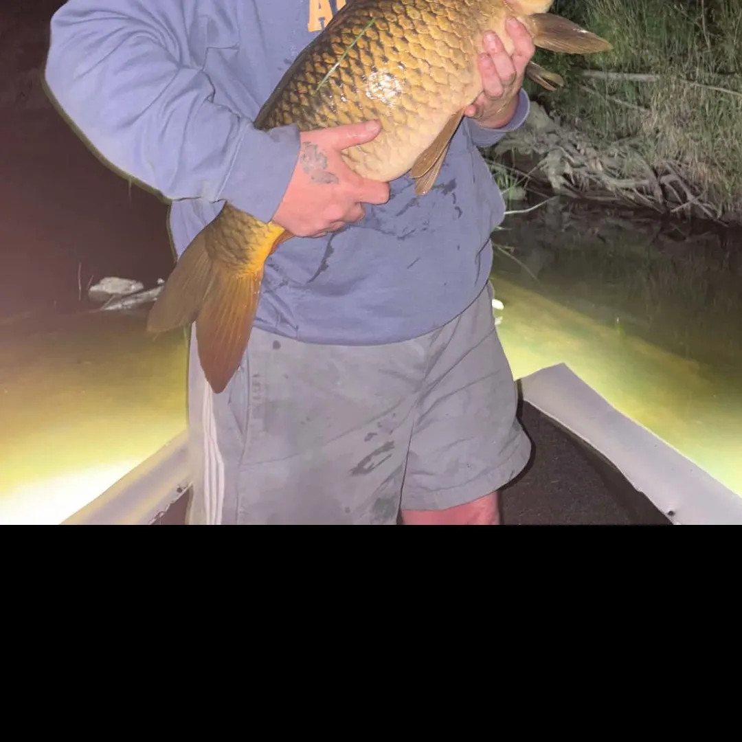 Common carp caught on Fishbrain