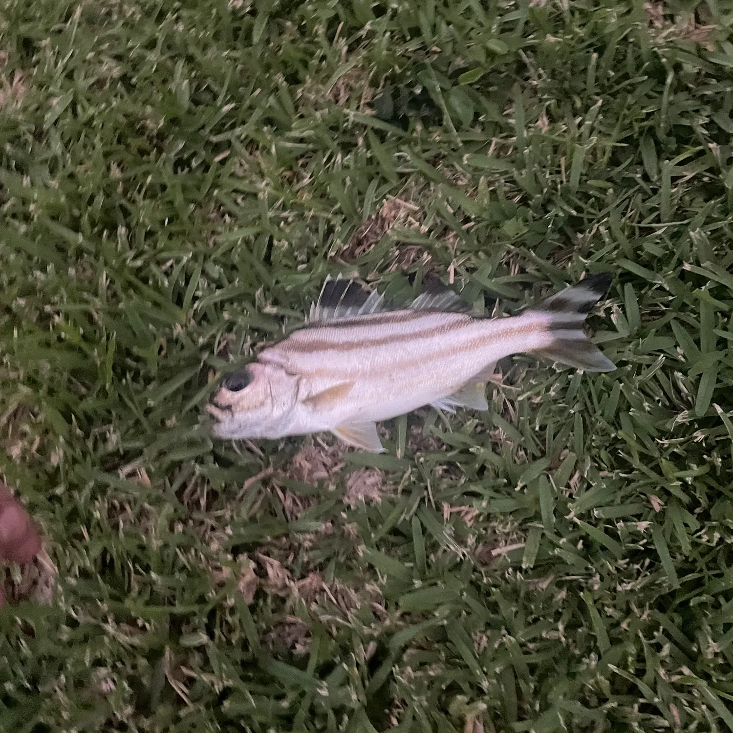 The most recent Jarbua terapon catches on Fishbrain