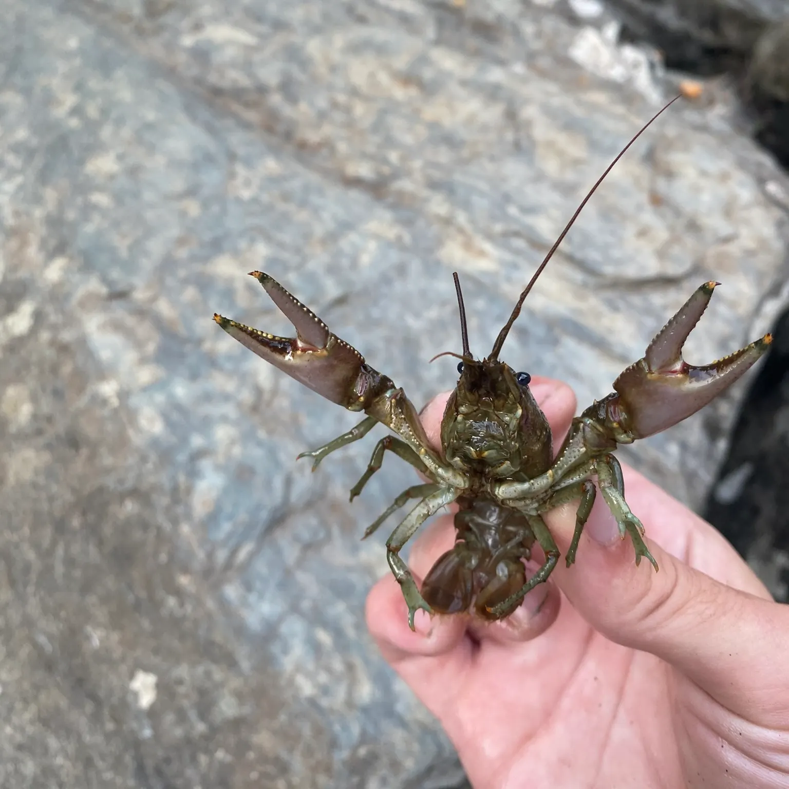 The most recent Rusty crayfish catches on Fishbrain