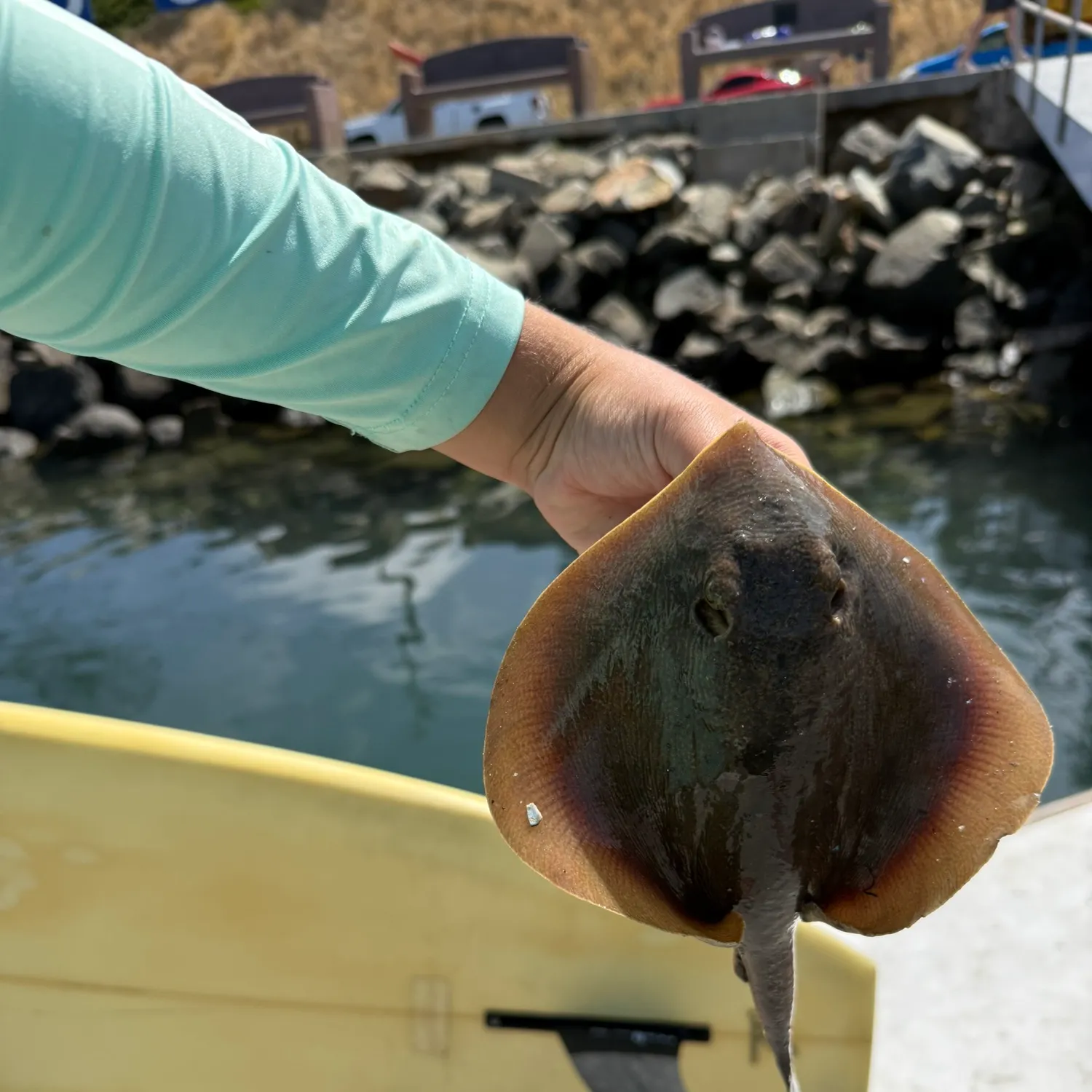 The most recent Haller's round ray catches on Fishbrain