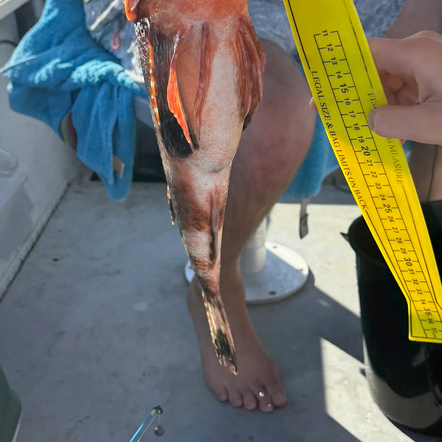 The most recent Common gurnard perch catches on Fishbrain